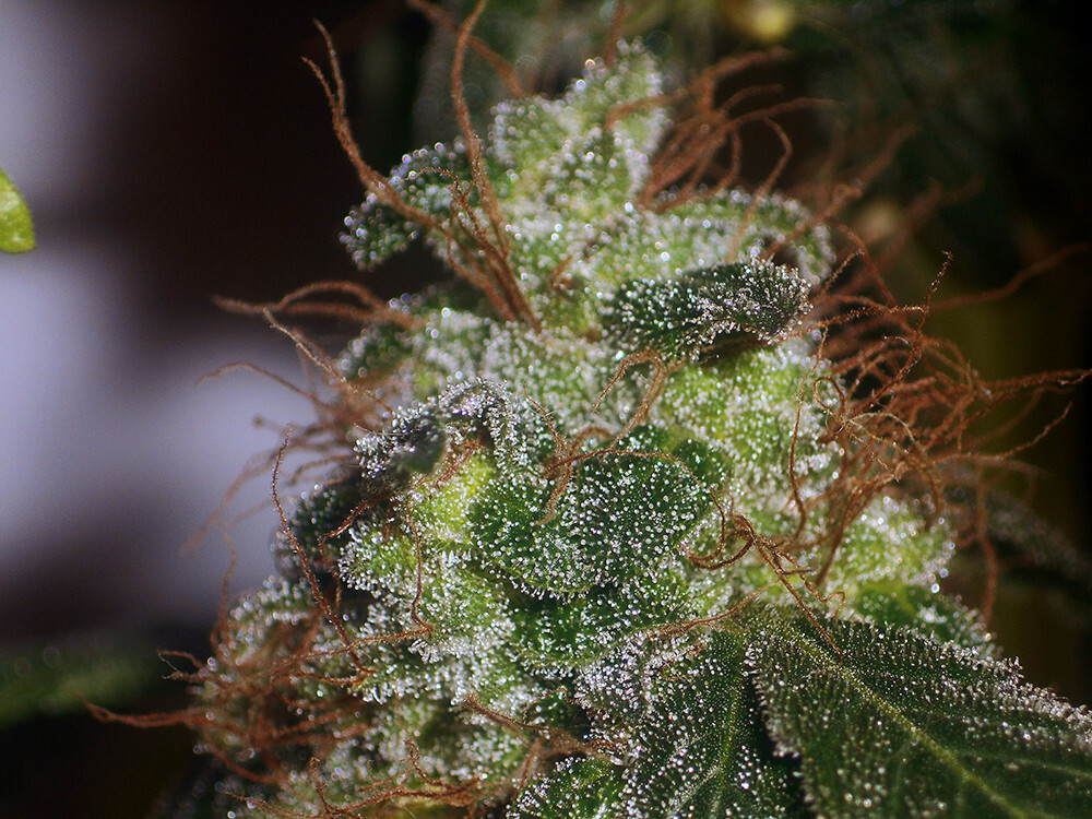 Seedsman - African Buzz (reg.)