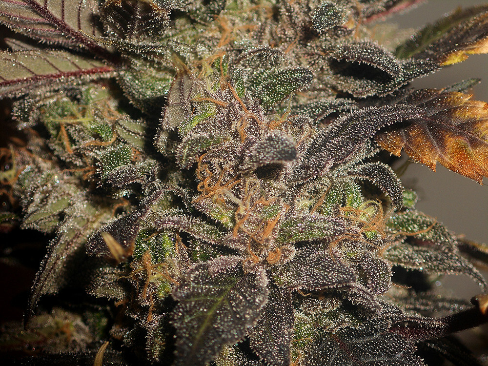 Seedsman - African Buzz (reg.)