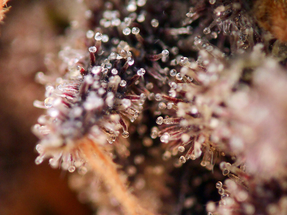 Seedsman - African Buzz (reg.)