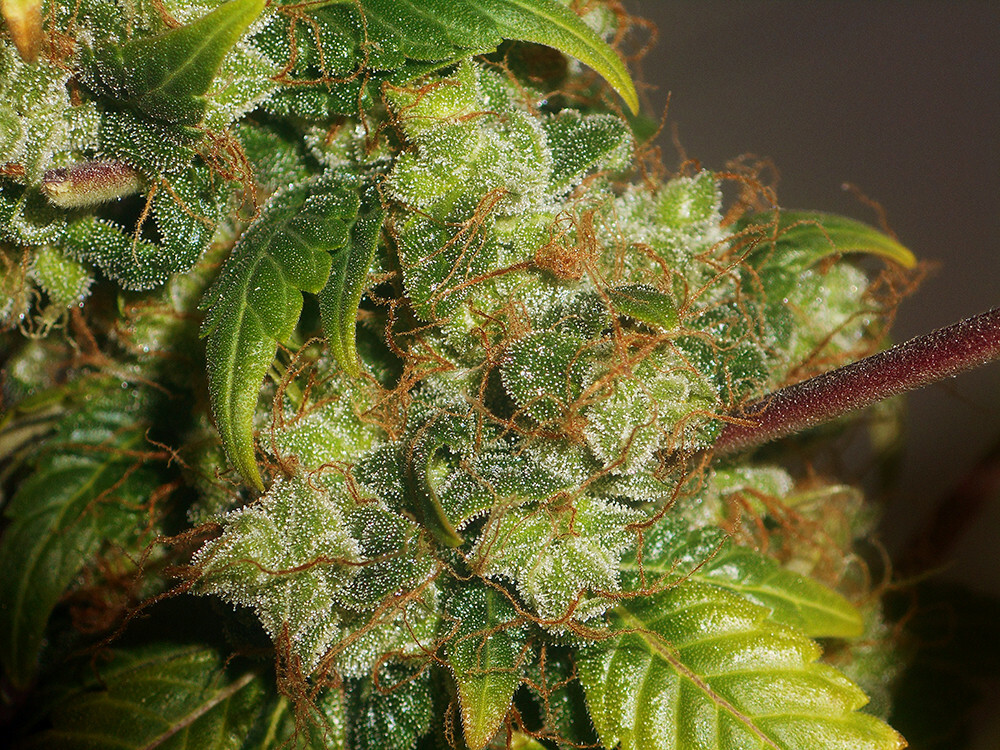 Seedsman - African Buzz (reg.)
