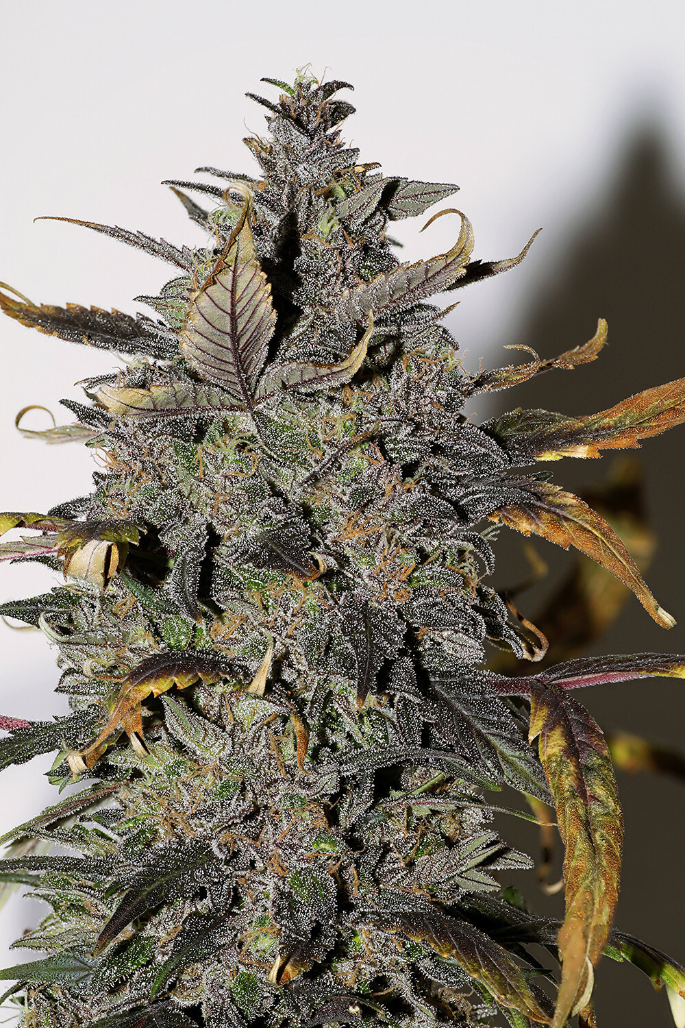 Seedsman - African Buzz (reg.)