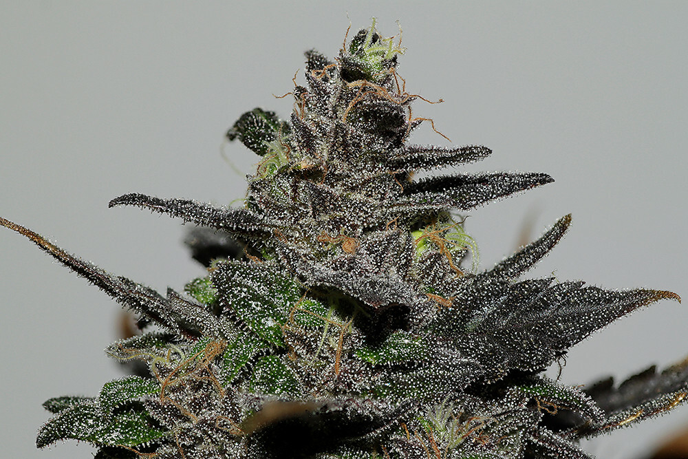 Seedsman - African Buzz (reg.)