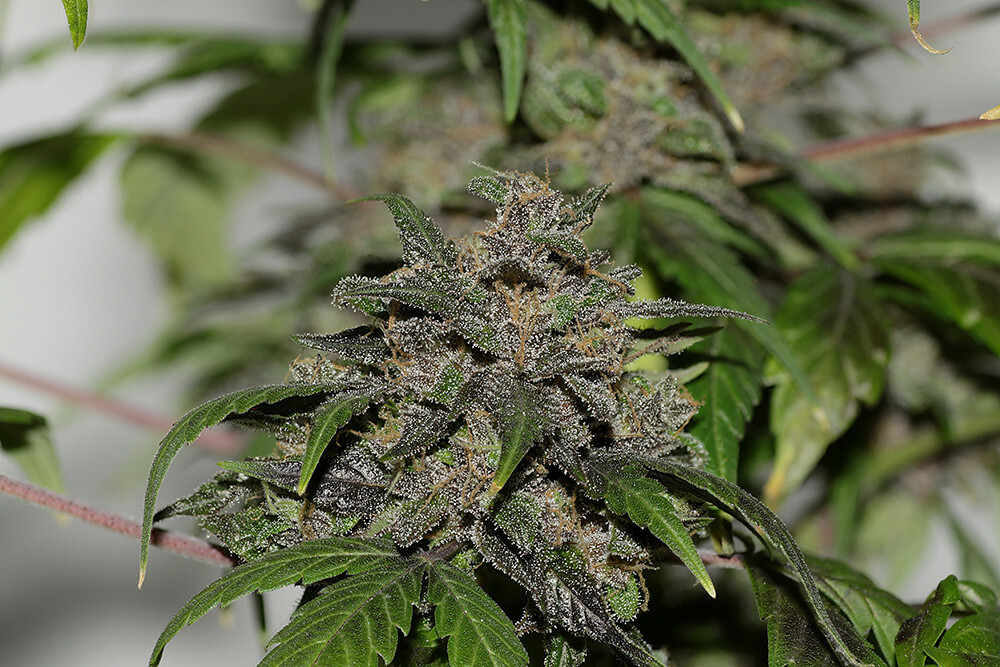 Seedsman - African Buzz (reg.)