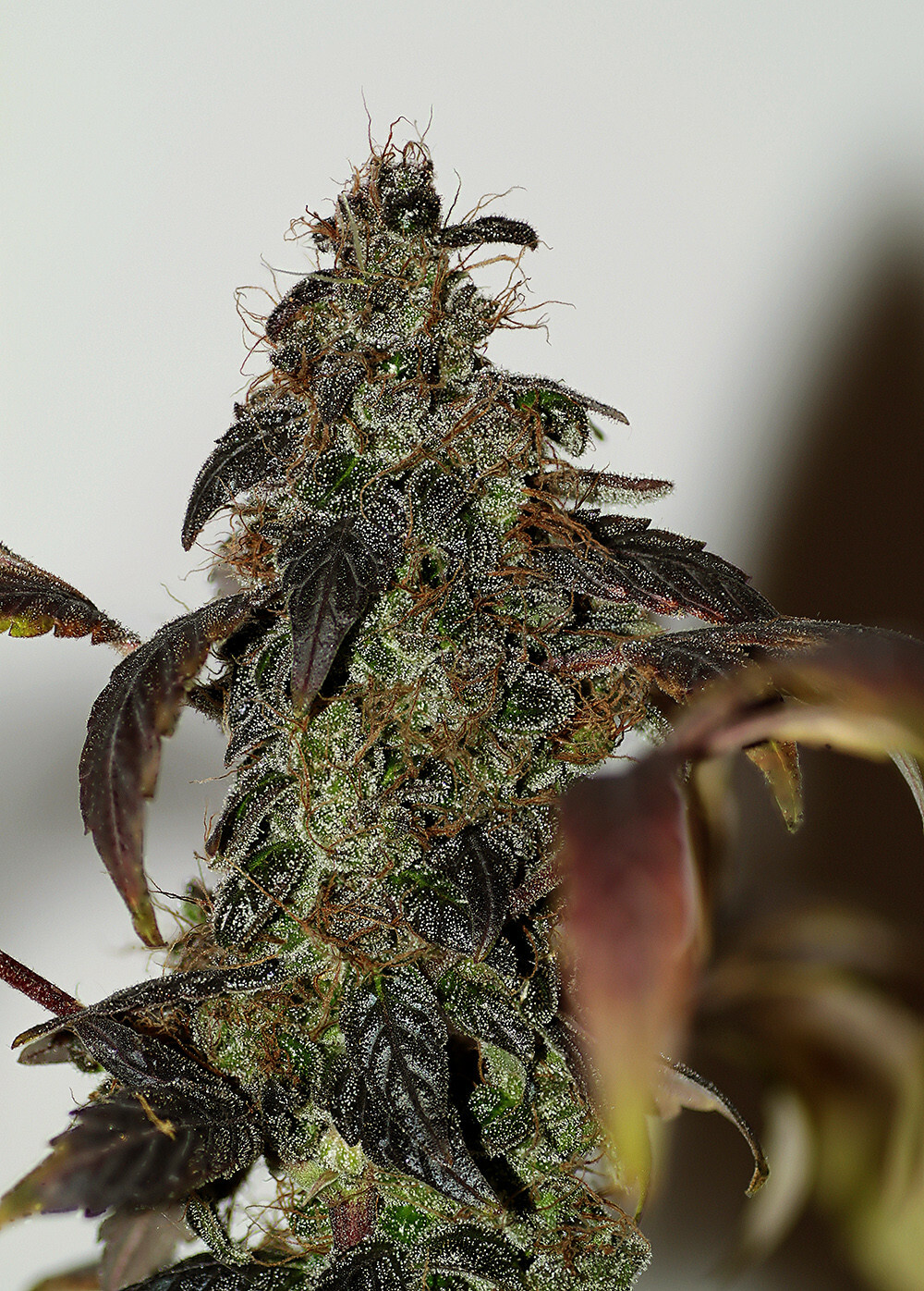 Seedsman - African Buzz (reg.)