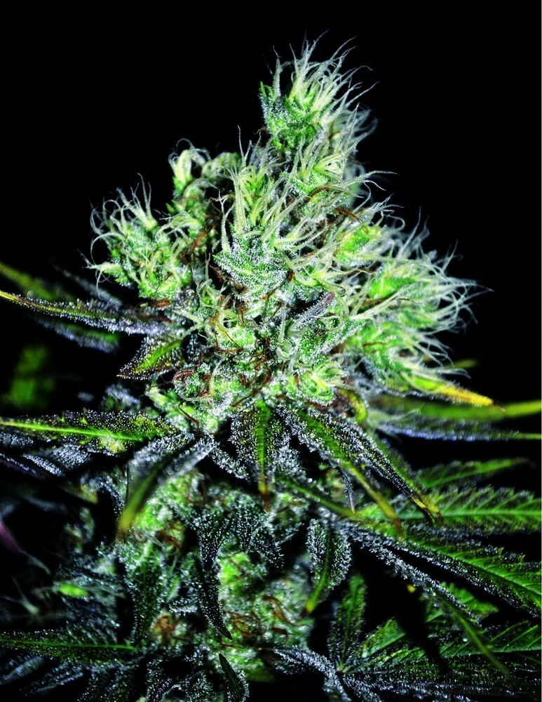 Seedsman -  CBD Sweet 'n Sour Widow (reg.)