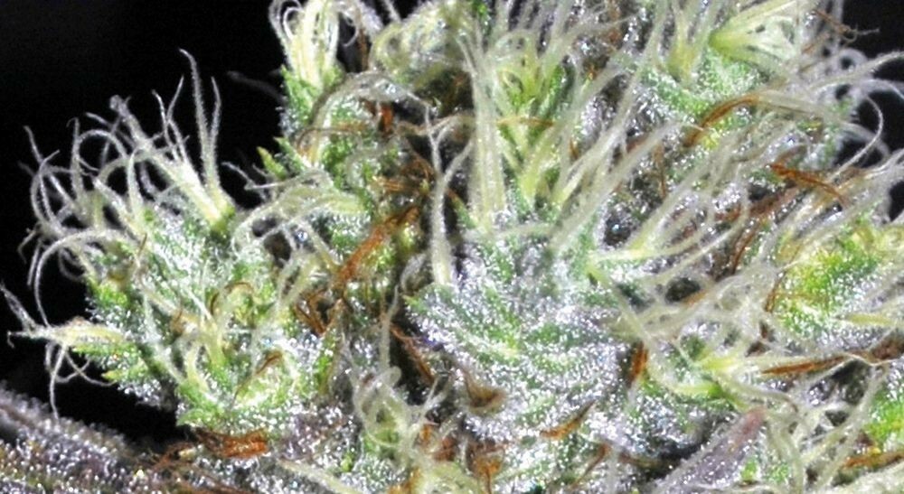 Seedsman -  CBD Sweet 'n Sour Widow (reg.)