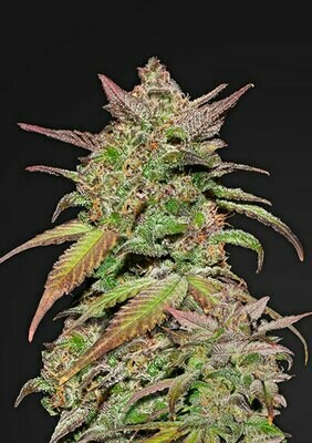 FastBuds - Smoothie Auto (auto/fem.) 06412