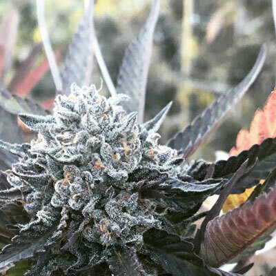 Aficionado French Connection - Fruit Flambé (reg.) 06418