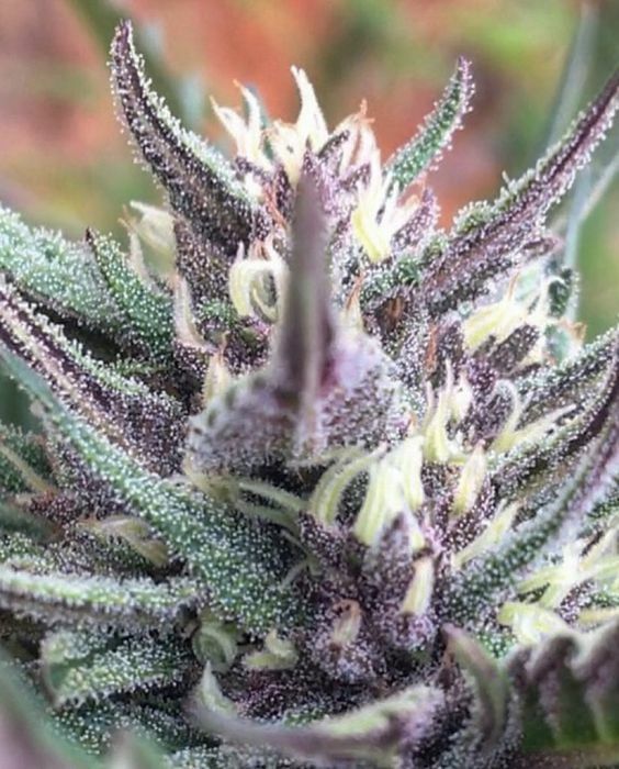 Aficionado French Connection - Fruit Tartare (reg.)