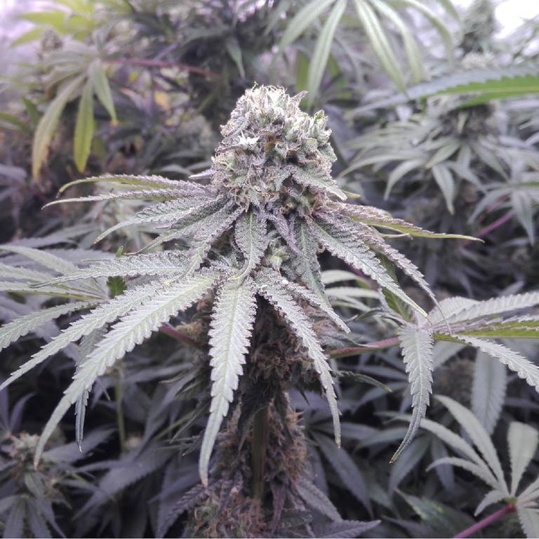 Aficionado French Connection - Pineapple Sorbet (reg.)