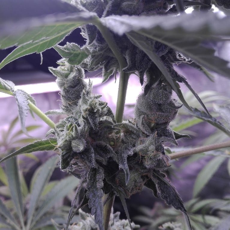Aficionado French Connection - Pineapple Sorbet (reg.)