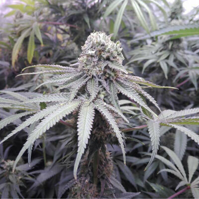 Aficionado French Connection - Pineapple Sorbet (reg.) 06420