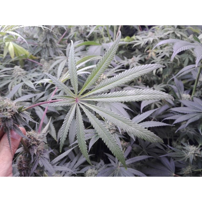 Aficionado French Connection - Pineapple Sorbet (reg.)