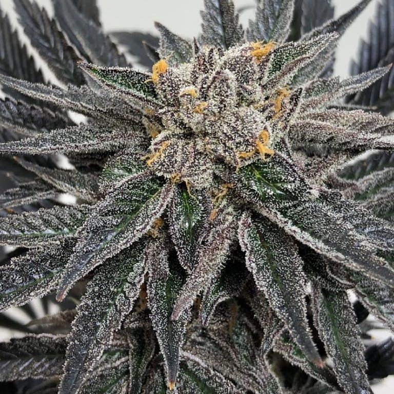 Aficionado French Connection - Rosso Corsa (fem.)