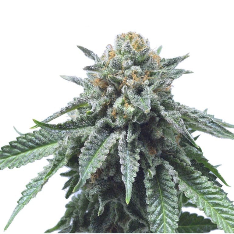 Aficionado French Connection - Fruit Flambé (reg.)