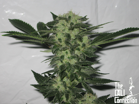 The Cali Connection - Original Sour Diesel (fem.) 🇺🇸