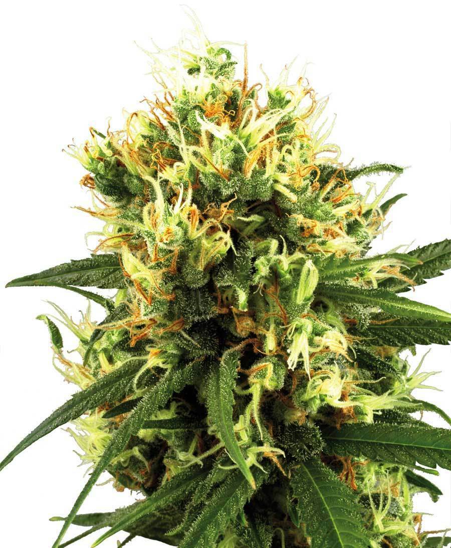 White Label Seeds - White Haze Automatic (auto/fem.)