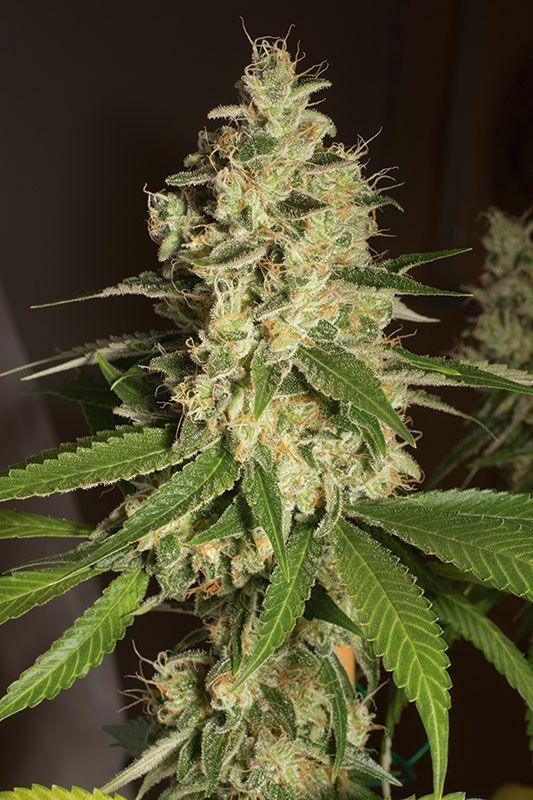 Humboldt Seed Organization - Raspberry Diesel (fem.)