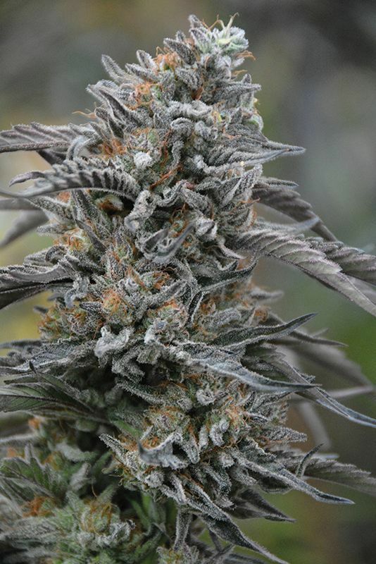 Humboldt Seed Organization - Black D.O.G. (fem.)