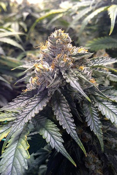 Humboldt Seed Organization - Bubba's Gift (fem.)