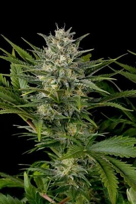 Humboldt Seed Organization - Pineapple Skunk (fem.) hso7