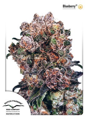 Dutch Passion - Blueberry (fem.) 03171