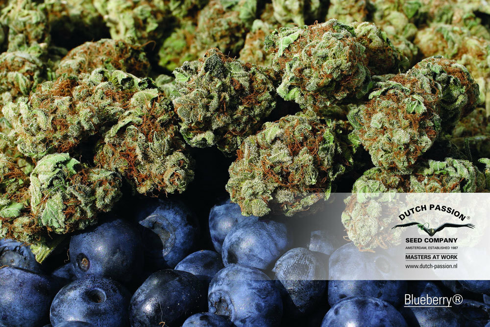 Dutch Passion - Blueberry (fem.)