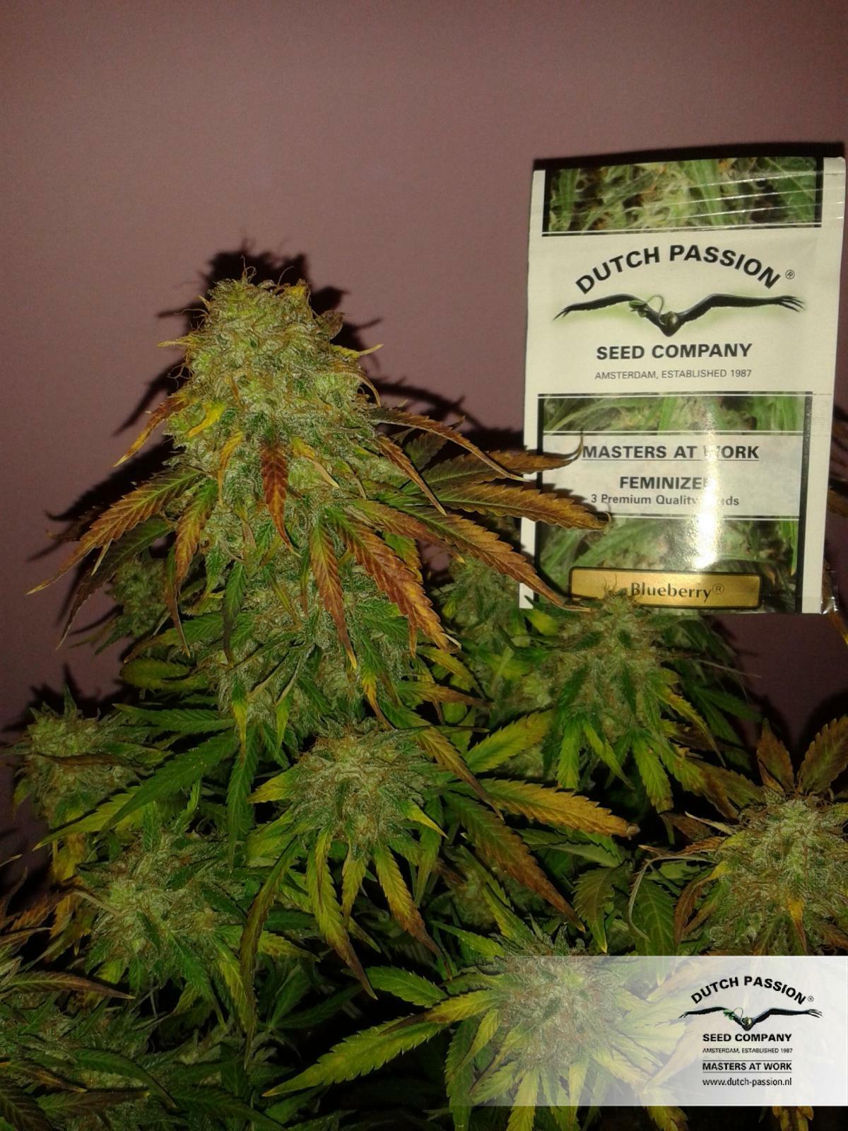 Dutch Passion - Blueberry (fem.)