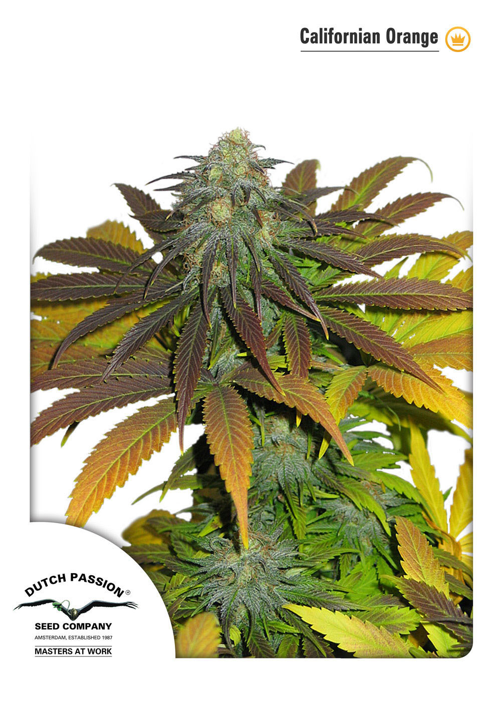 Dutch Passion - California Orange