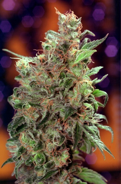 Dutch Passion - California Orange