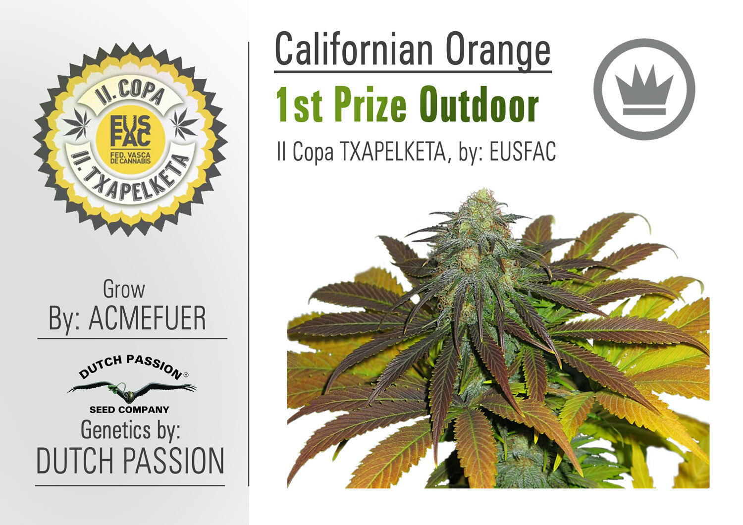 Dutch Passion - California Orange