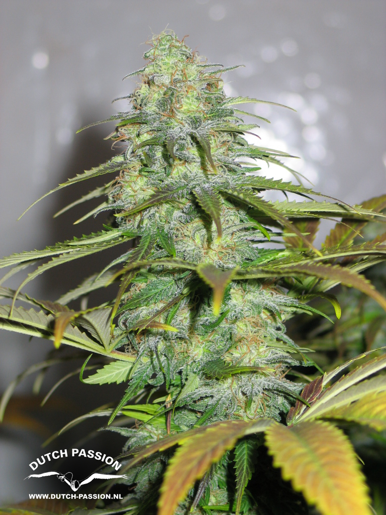 Dutch Passion - California Orange