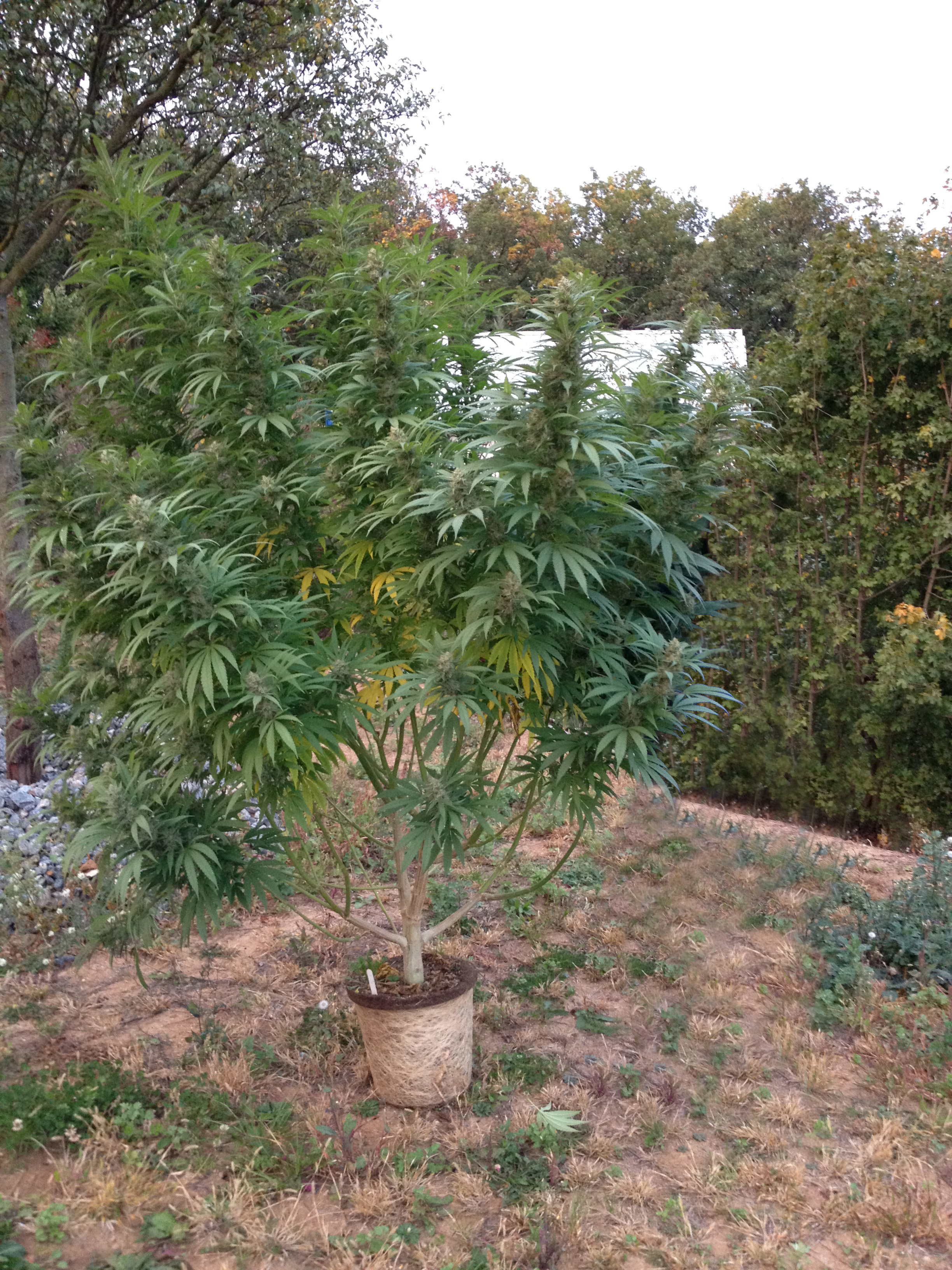 Dutch Passion - California Orange