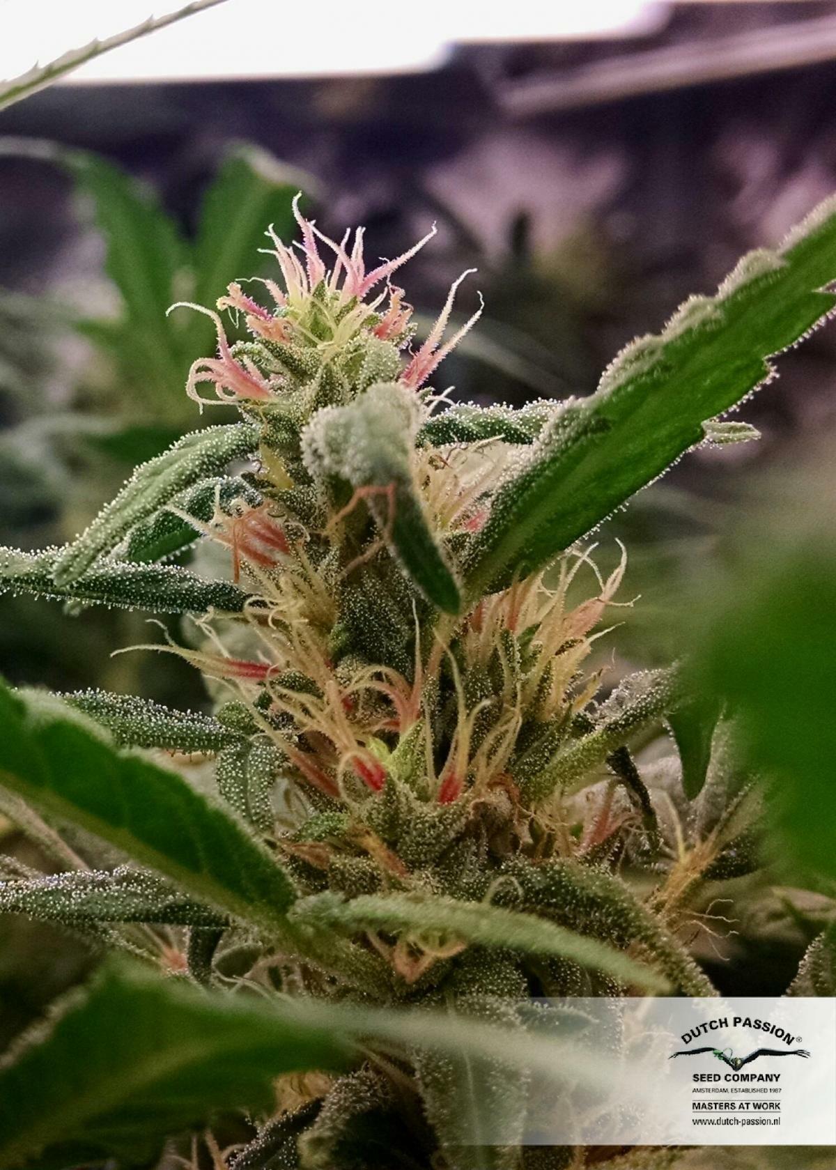 Dutch Passion - California Orange
