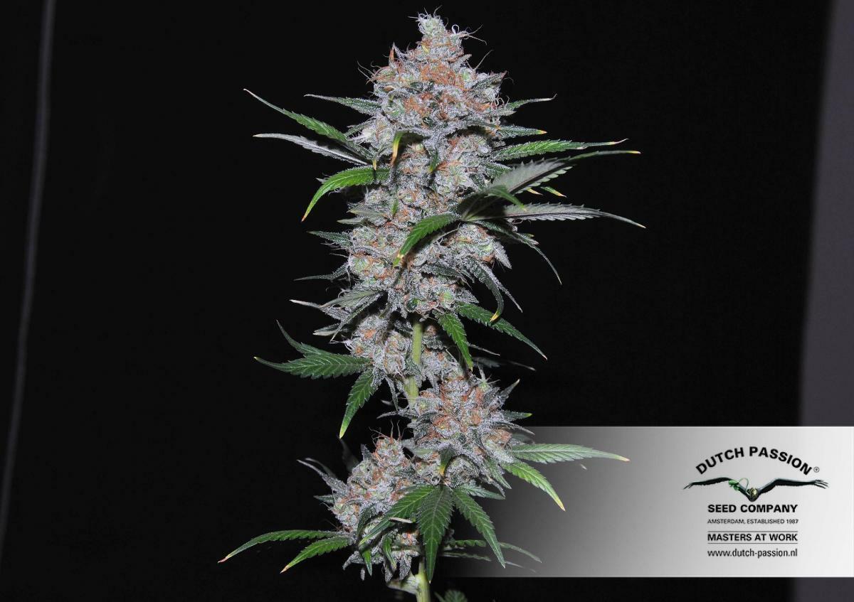 Dutch Passion - California Orange