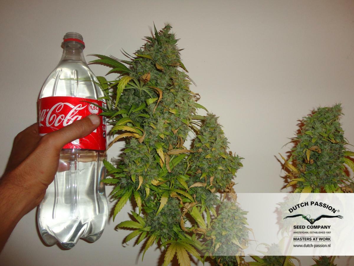 Dutch Passion - California Orange