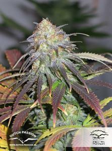 Dutch Passion - California Orange