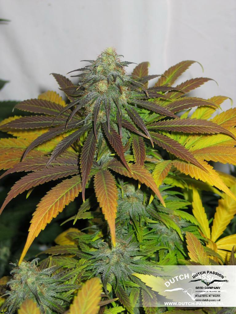 Dutch Passion - California Orange
