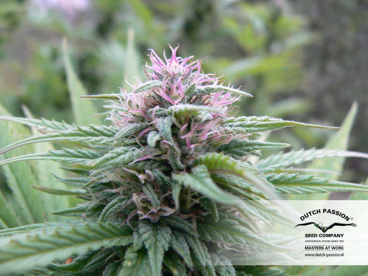 Dutch Passion - Orange Bud (fem.)