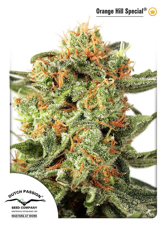 Dutch Passion - Orange Hill Special (fem.)