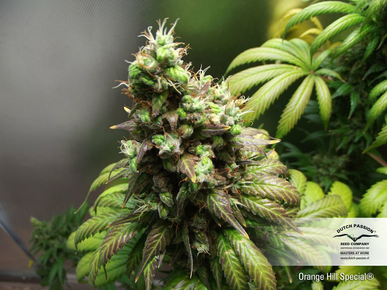 Dutch Passion - Orange Hill Special (fem.)