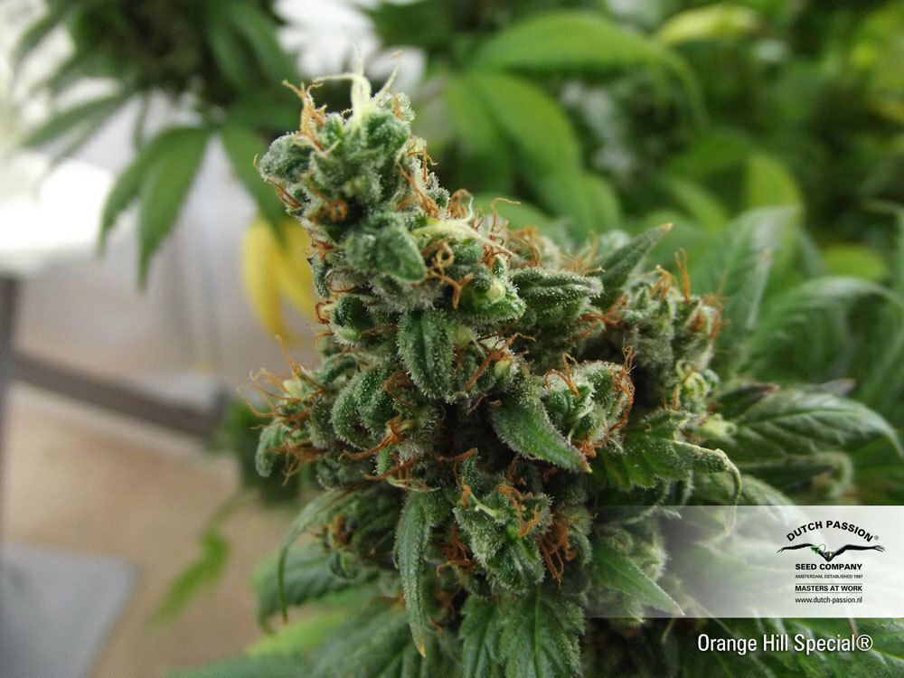 Dutch Passion - Orange Hill Special (fem.)