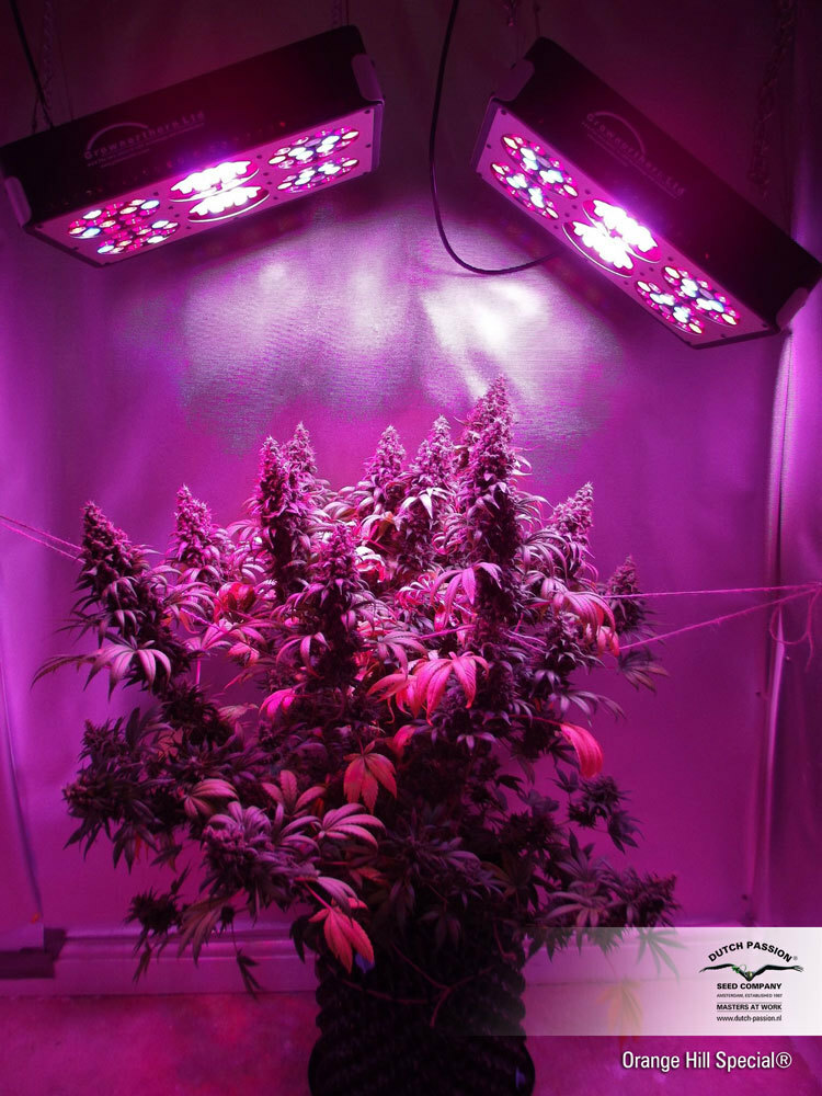 Dutch Passion - Orange Hill Special (fem.)
