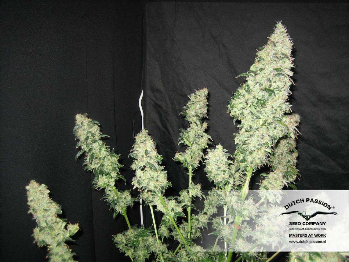 Dutch Passion - Orange Hill Special (fem.)