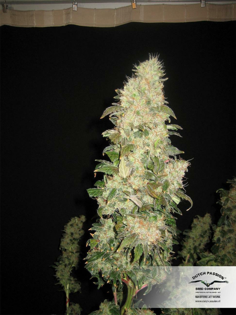 Dutch Passion - Orange Hill Special (fem.)