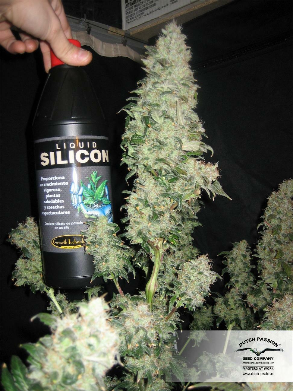 Dutch Passion - Orange Hill Special (fem.)
