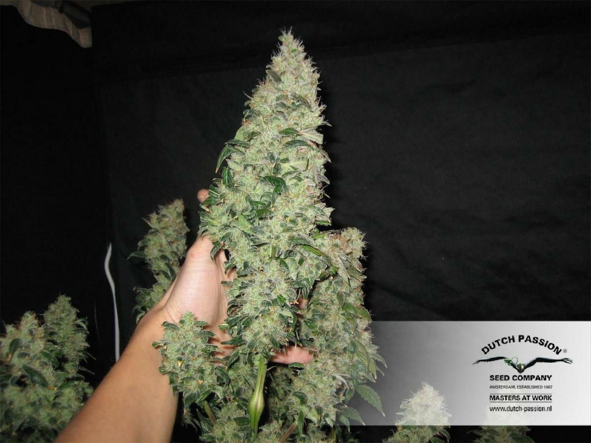Dutch Passion - Orange Hill Special (fem.)