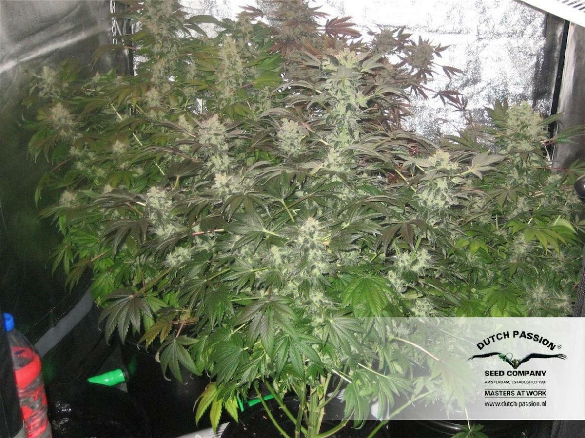 Dutch Passion - Orange Hill Special (fem.)