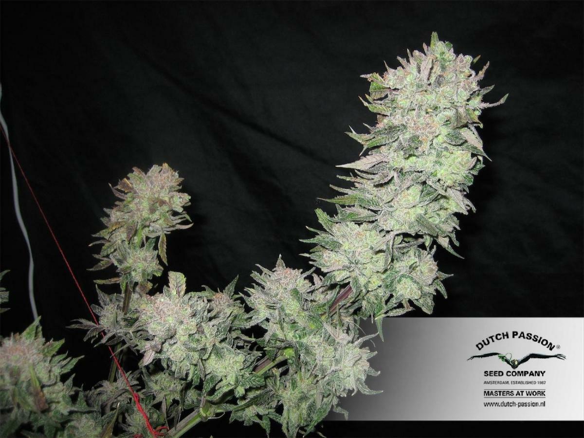 Dutch Passion - Orange Hill Special (fem.)