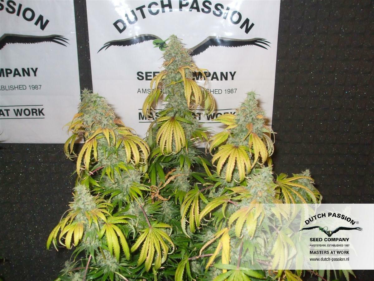 Dutch Passion - Orange Hill Special (fem.)